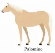 template item image