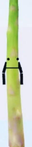 template item image