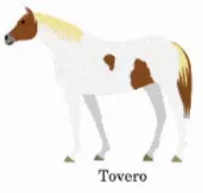 template item image