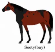 template item image
