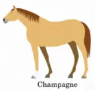 template item image