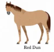template item image