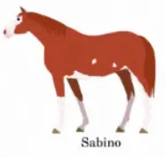 template item image