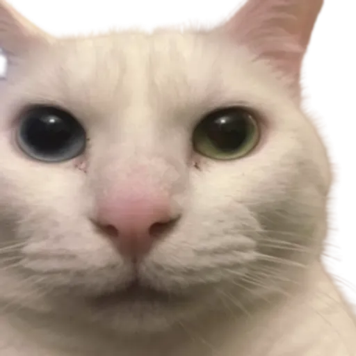 author profile image